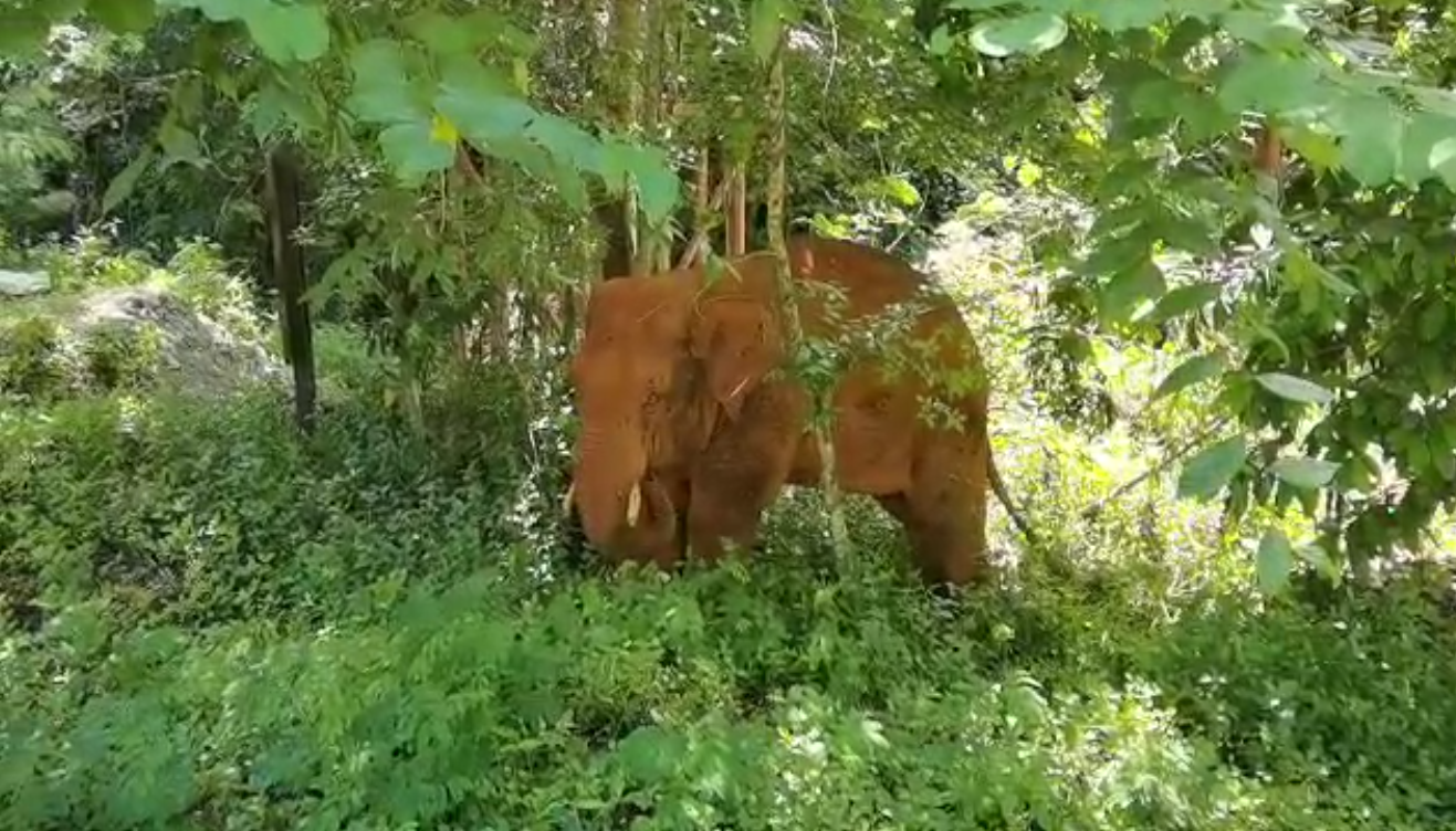 離群32天！云南北移離群獨象安全回家 專家詳解獨象&ldquo;南歸&rdquo;