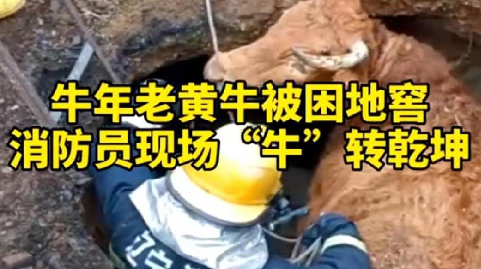 牛年老黃牛被困地窖，消防員現場&ldquo;牛&rdquo;轉乾坤！