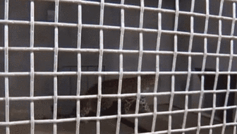 杭州通報(bào)&ldquo;金錢(qián)豹外逃事件&rdquo;調(diào)查進(jìn)展