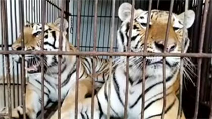 專家分析：老虎咬死飼養(yǎng)員事件 暴露哪些問題？