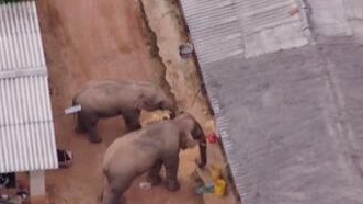 圈粉無數(shù)的&ldquo;大象旅行團&rdquo;走到哪兒了？