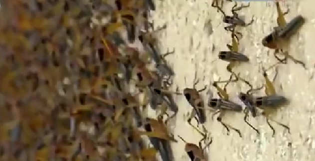 恐怖！ 漫天飛舞 俄邊疆區(qū)遭蝗蟲、瓢蟲侵襲