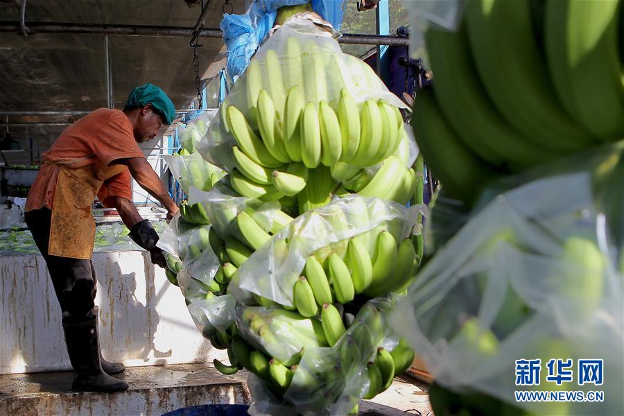 （國(guó)際&middot;圖文互動(dòng)）（4）菲律賓香蕉&ldquo;北上&rdquo;記