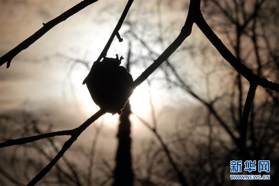 （國際&middot;圖文互動）（10）一場山火，讓這個冬天格外冷&mdash;&mdash;探訪美國加州山火災(zāi)區(qū)