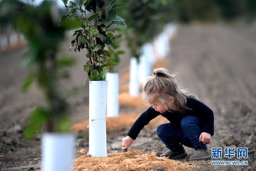 （國際&middot;圖文互動）（10）&ldquo;這些樹寄托著我們對中國市場的信心&rdquo;&mdash;&mdash;探訪美俄勒岡州榛子果農(nóng)
