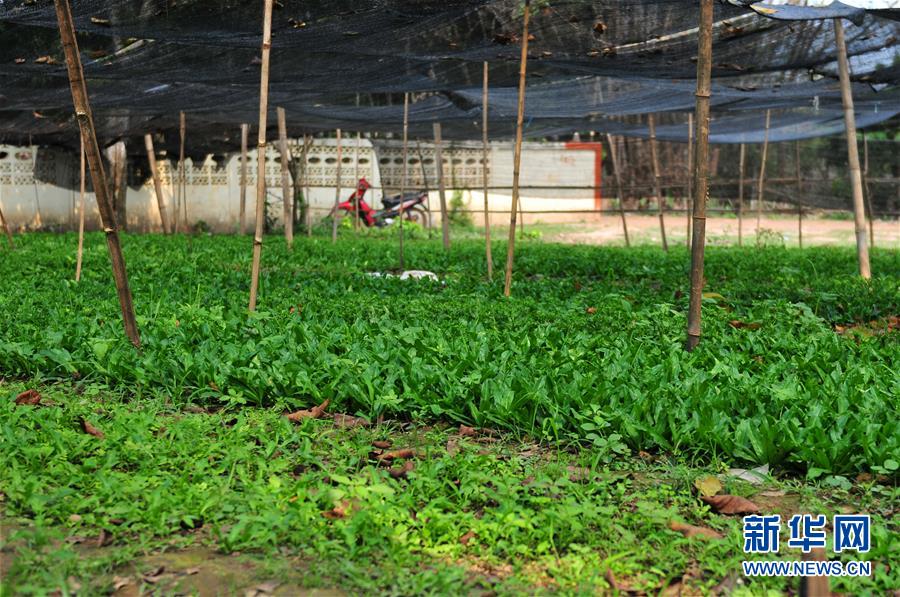 （國際&middot;&ldquo;一帶一路&rdquo;高峰論壇&middot;圖文互動）（3）蔬菜基地誕生記&mdash;&mdash;中國技術讓老撾首都郊區(qū)農戶受益匪淺