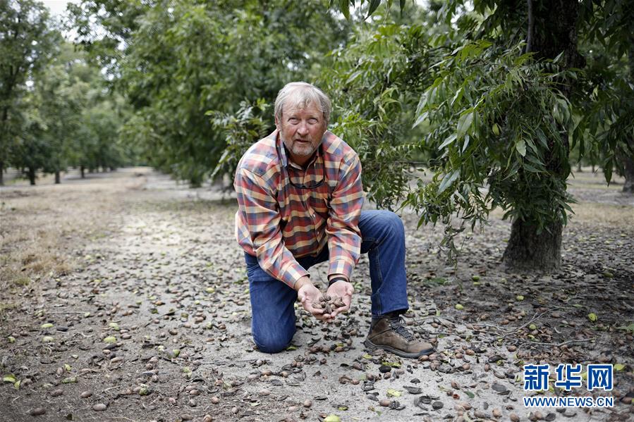 (國(guó)際·圖文互動(dòng))(4)通訊:期待美中盡早達(dá)成貿(mào)易協(xié)議——颶風(fēng)和關(guān)稅夾擊下的美國(guó)山核桃種植戶盼重回中國(guó)市場(chǎng)