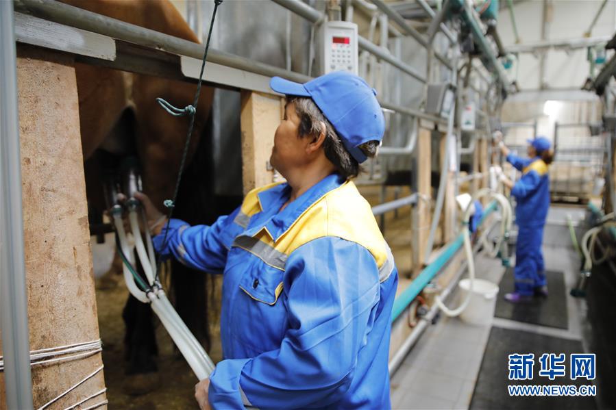 (國際·圖文互動)(3)從“先遣隊”到“正規(guī)軍”——哈薩克斯坦駱駝奶粉入華記