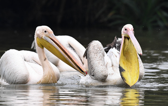 白鵜鶘&ldquo;作客&rdquo;?？? />  
<div>白鵜鶘“作客”?？?/div>
</a>
<a href=