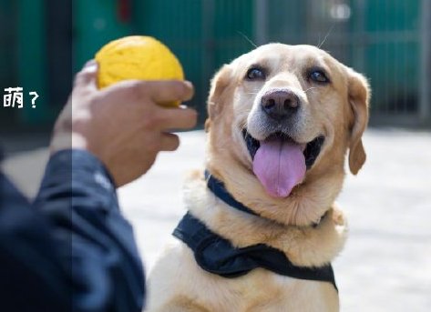 為了&ldquo;破冰&rdquo;，它們英勇無畏！